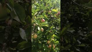 appletree overloaded with fruit 🍎 🍎❤️❤️ mygarden [upl. by Singhal]