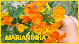 MARIANINHA  STREPTOSOLEN JAMESONII Aprenda como cultivar a Marianinha um arbusto de flores lindas [upl. by Alyel]