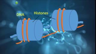 Epigenetic Marks [upl. by Daffy]