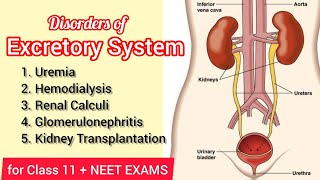 Disorders of the Excretory System  Class 11th NCERT  NEET Biology  Pashupati Sir [upl. by Ontine502]