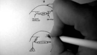 Ciliary Muscle Contraction [upl. by Meris104]