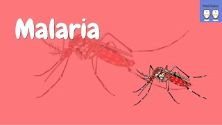 Pathophysiology of Malaria Life cycle of the plasmodium parasite Common symptoms [upl. by Ahsilam]