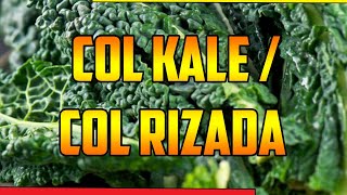 PARA QUE SIRVE🌿 COL RIZADA🌿COL KALE🌿BENEFICIOS🌿Brassica oleracea var sabellica🌿PLANTAS MEDICINALES🌿 [upl. by Aday]