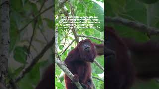 Howler Monkeys The Loudest of all Monkeys [upl. by Naynek276]