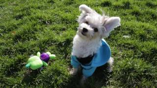 Morkie 101 Is the Morkie Dog Breed Right for You [upl. by Trinia153]