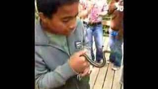 Garter Snakes Alive at Narcisse Manitoba [upl. by Dercy]