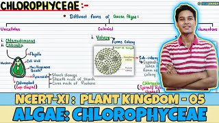 Plant Kingdom Lec 5 Algae Chlorophyceae Class 11 NEET Neetology [upl. by Chelsie]