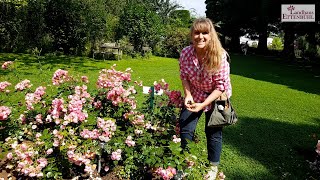 Regen  amp hitzebeständige Rosen im Landhaus Ettenbühl amp Sommerschnittdeadheading [upl. by Edith]