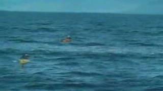 Killer Whale falls on kayaker [upl. by Ardnahcal]