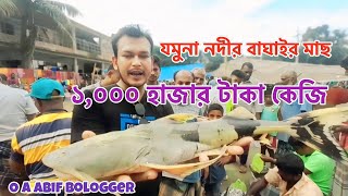 যমুনা নদীর বাঘাইর মাছ ১০০০ টকা কেজি  ছোট বাঘাইর ও রিডা ৮০০ টাকা কেজি  O A Abif Bologger  2024 [upl. by Jeritah]