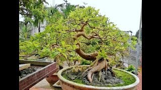 Psidium Guajava Bonsai 11 [upl. by Robbi]