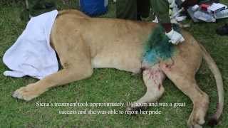 SKYVETS SAVES LIONESS  4TH APRIL 2014  Sheldrick Trust [upl. by Waddle]