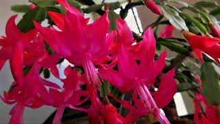 Schlumbergera truncata 2017 [upl. by Ajroj946]