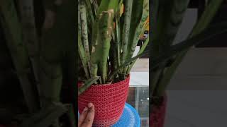 Dracaena trifasciata Asparagaceae snake plant Saint Georges sword motherinlaws tongue [upl. by Jessi]