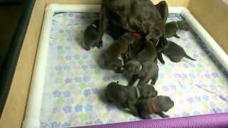 AKC Chocolate Labrador Puppies Day 20 [upl. by Tilda791]