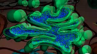 Golgi Apparatus  Structure and function of Golgi body  3D animation  in English [upl. by Ardnoid]