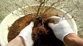 紫式部 No 2 植え替え Callicarpa japonica repot [upl. by Atiugram]