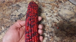 How to Nixtamalize Corn NO ASHES or LYE  Hominy Masa Grits Nixtamal🌽🌽 [upl. by Ennair]