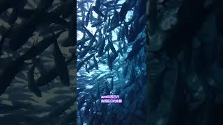 Jackfish烏雲蔽日魚群 2015年西巴丹Sipadan sipadan diving [upl. by Sherwin]