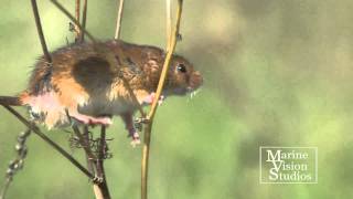 Harvest Mice  Micromys minutus [upl. by Hana182]