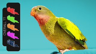 Princess Parrot The Best Pet Parrot [upl. by Lehman]