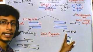 Properties of restriction enzymes [upl. by Brigitta478]