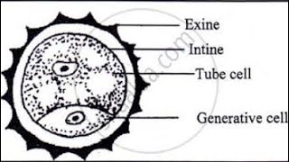 Structure of pollen grain pollen grain vegetative and generative cell [upl. by Upton]