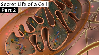 The Secret Life of a Cell Part 2  Organelles contd [upl. by Mia]