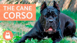 All About the CANE CORSO  Traits and Training [upl. by Nalloh717]