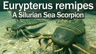 Eurypterus remipes  A Silurian Sea Scorpion [upl. by Hsak665]