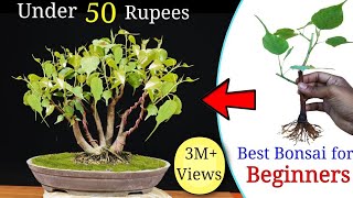 How to easily make a Bonsai Tree under 50 rupess  Best Bonsai for beginners [upl. by Ydrah]