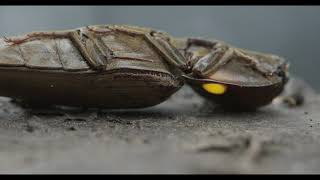 Click Beetles Headlight Beetles and Glowing Larva Music Version [upl. by Fernand]