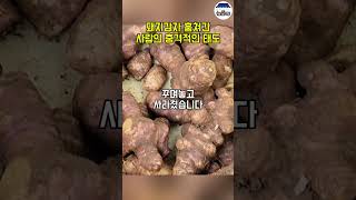 시골땅 마당 돼지감자를 몰래 캐간 사람이 충격적입니다 [upl. by Atiken]