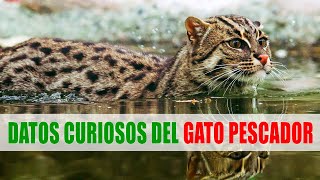 Gato pescador Prionailurus viverrinus  Datos curiosos de animales [upl. by Yenattirb429]