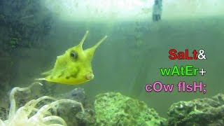 Longhorn Cowfish in Saltwater Fish Tank Home Aquarium Setup as Cool amp Cheap Exotic Tropical Species [upl. by Sid336]