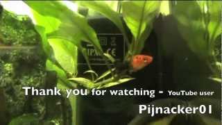 Black Molly  Swordtail Half Breed  tropical fish tank update [upl. by Aicatsana569]