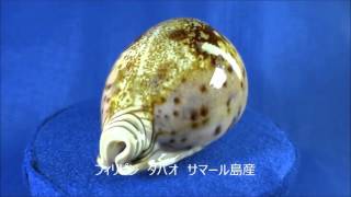 Cypraea valentia シンセイダカラ タカラガイ 世界三名宝 [upl. by Ameline74]