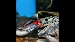 Catfish Gulper VS Bichir [upl. by Lisab]