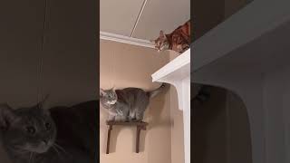 Follow the leader cat henrythebengal kitten cattype catsofyoutube cute meowcat [upl. by Ohl]