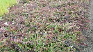 Bearberry Kinnikinnick Seedlings at Harvest  TreeTimeca [upl. by Avir]