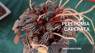 Peperomia Caperata  Easy tips on plant care and soil propagation using the stem [upl. by Maibach]