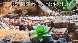 Hemidactylus imbricatus  Der Viperngecko und sein Terrarium [upl. by Geer342]