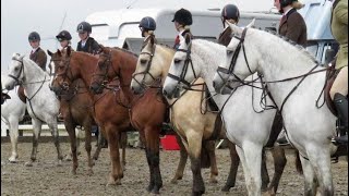 HOYS Qualifier 143 WHP Midland Co amp Championship 2022 [upl. by Dunson979]