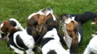 Basset Hound puppies howling [upl. by Swenson]