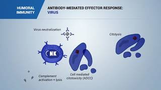 Antibody mediated effector response Virus bacteria and toxins [upl. by Henning]