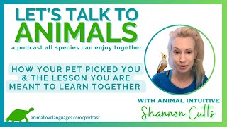 How Your Pet Picked You and the Lesson You Are Meant to Learn Together [upl. by Attena]