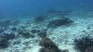 Tiger Shark  Malapascua island with Atlas Divers  Philippines 2102024 [upl. by Pihc790]