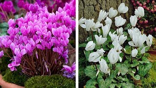 How to Plant Cyclamen AutumnWinter Guide [upl. by Cornelle]