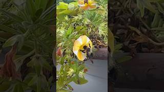 Bee Pollinating shorts bemylittlebabybumblebee dorisday bumblebee shortsviral [upl. by Karoline565]