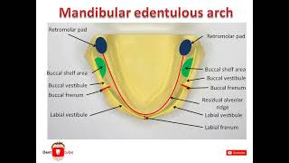 Retromolar pad area and papilla anatomical landmark of mandibleProsthodontics Dental Science [upl. by Yesac483]